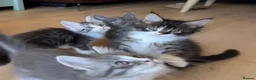 Maine Coon cats for sale: ⭐️⭐️GCCF Registered ⭐️⭐️ - Advert 9