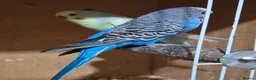 Budgerigars birds for sale: Male budgies  - Advert 2