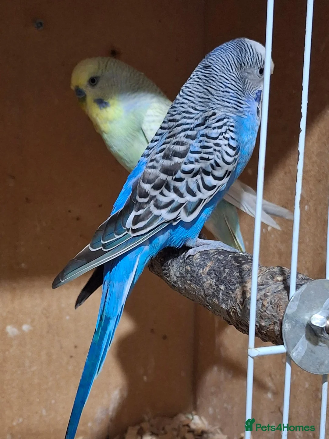 Budgerigars birds for sale: Male budgies  - Advert 2