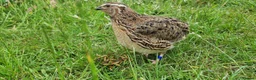 Quail poultry for sale: 🐦 MALE JUMBO COTURNIX QUAIL FOR SALE 🐦 - Advert 12