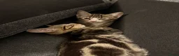 Mixed Breed cats for sale: tabby kitten for Adoption - Advert 17