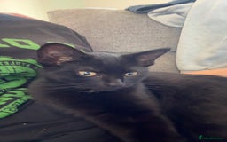 Mixed Breed cats for sale: Two cats - Image 2