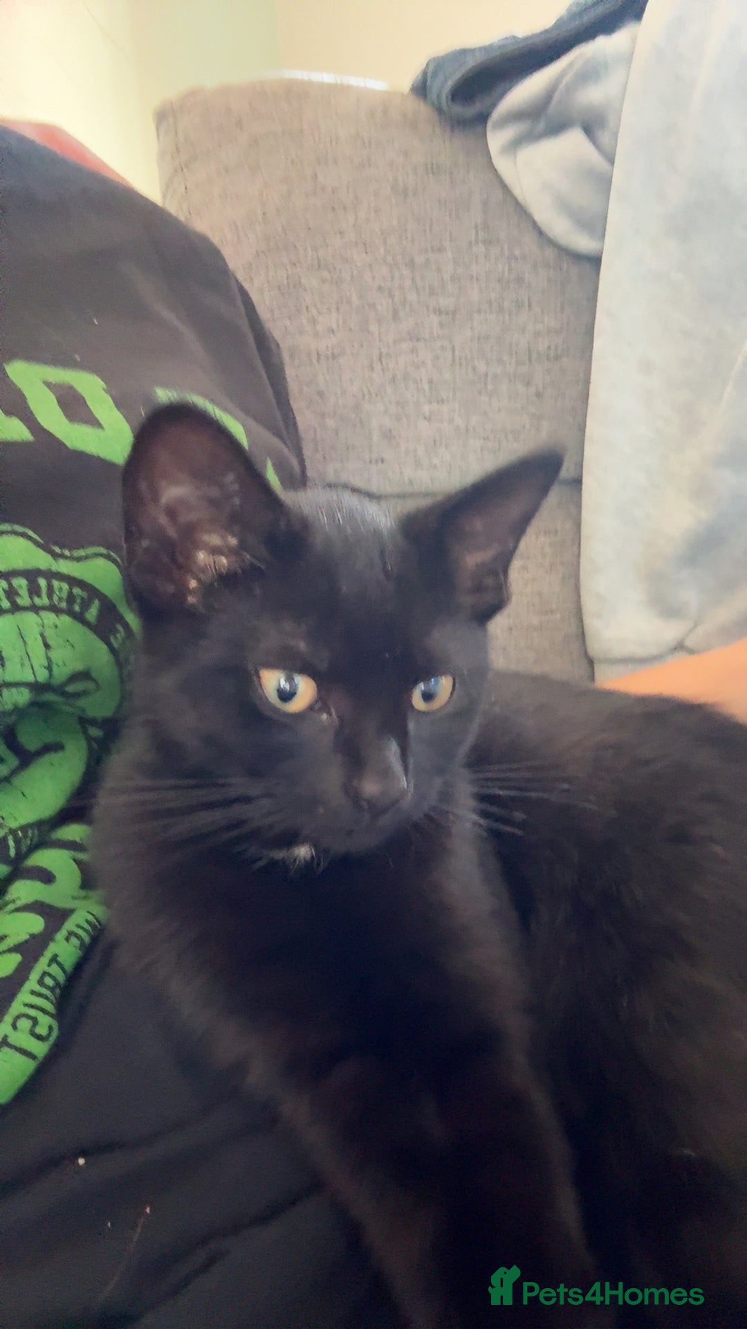 Mixed Breed cats for sale: Two cats - Image 2