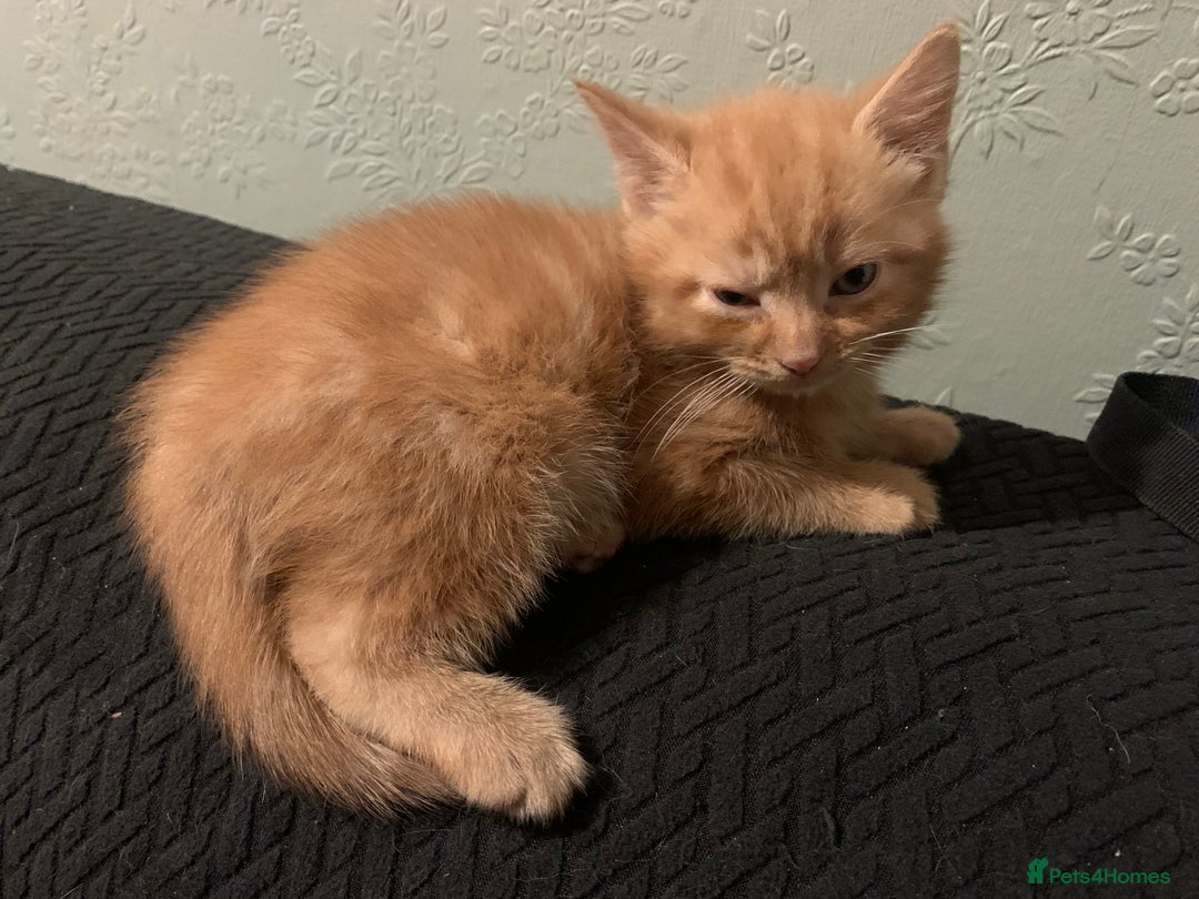 Mixed Breed cats for sale: 4 Kittens for sale  - Advert 6