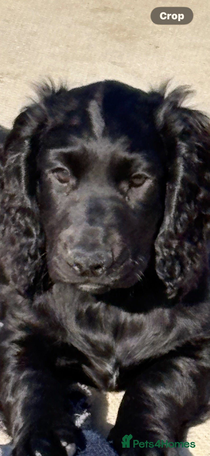 Cocker Spaniel dogs Fully inoculated working cocker spaniel puppies - Advert 5