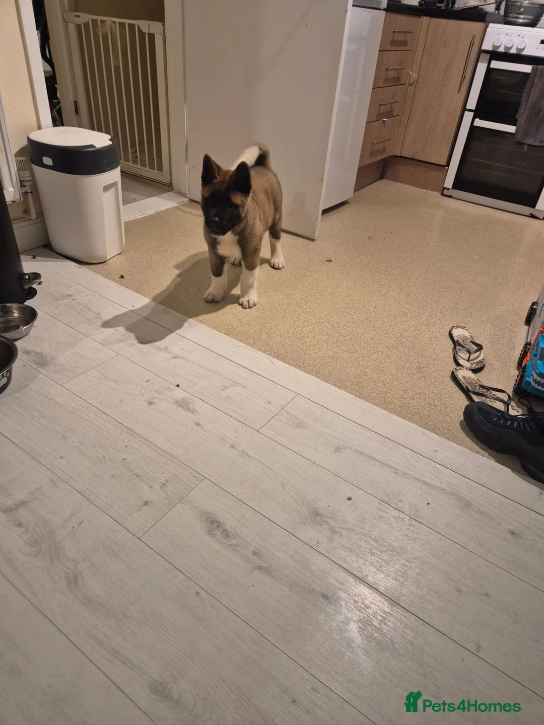 Akita dogs for sale: American Akita - Advert 2