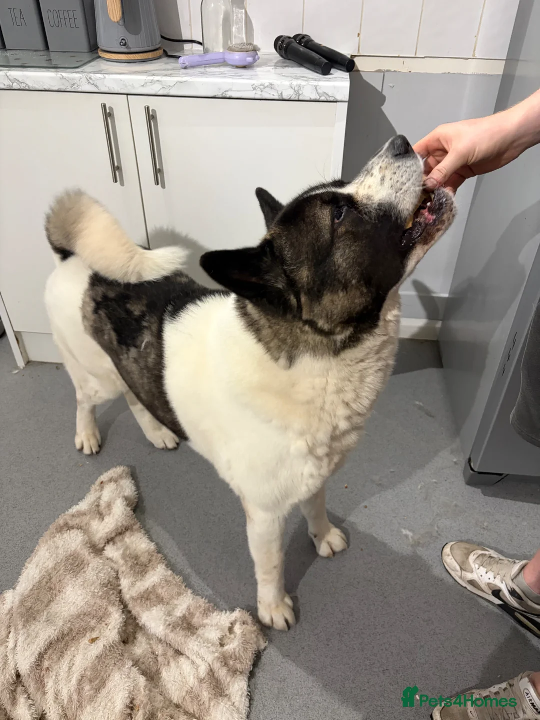 Akita dogs for sale: Male Akita  - Advert 2