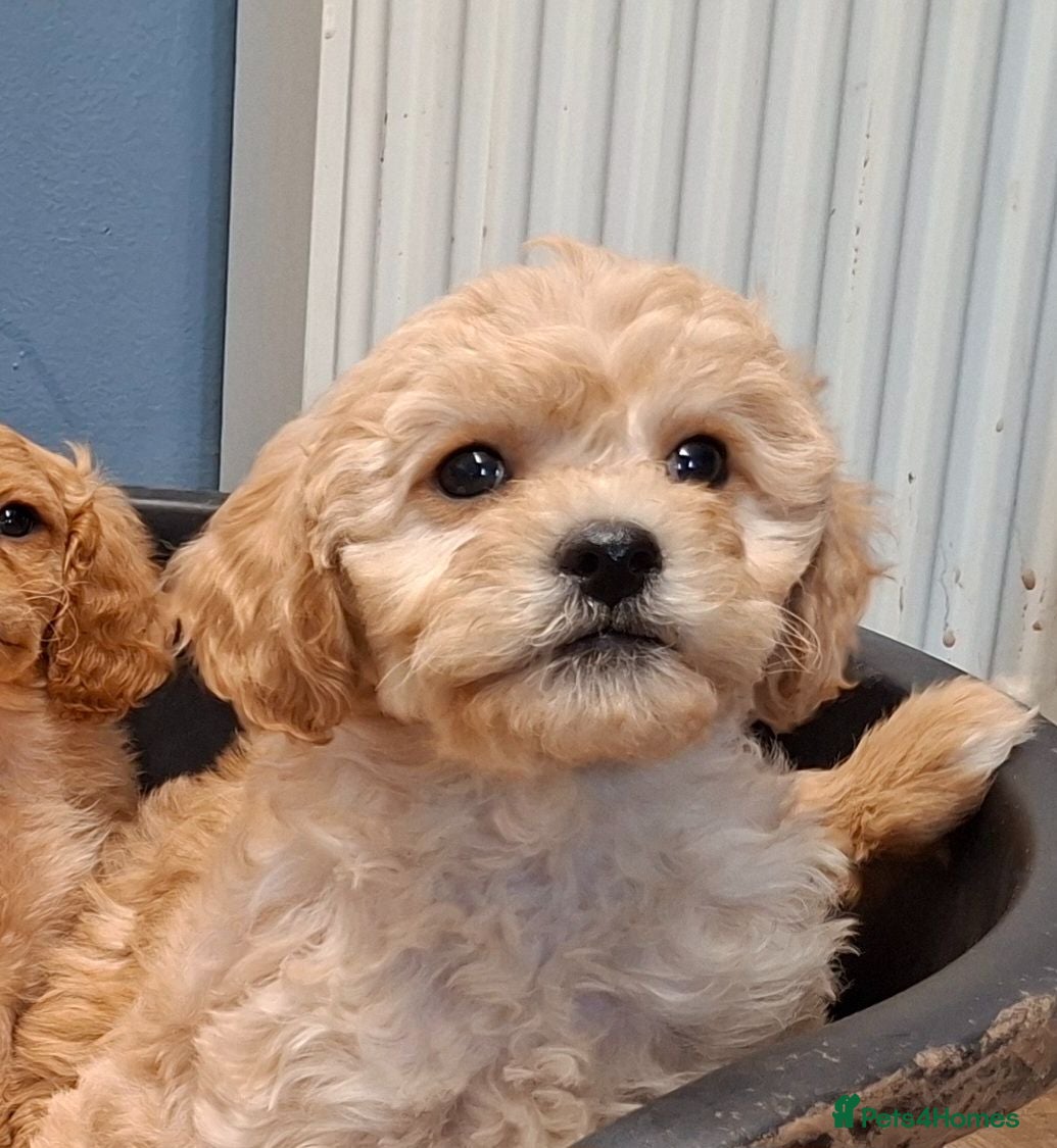 Cavapoochon dogs Gorgeous Cavapoochon Puppies for sale! - Advert 1
