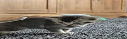Scottish Fold cats for sale:  Beautiful Scottish fold/scottish straight litter - Advert 18