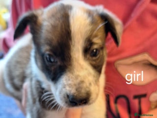Mixed Breed dogs - Advert 4
