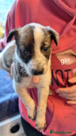 Mixed Breed dogs - Advert 6