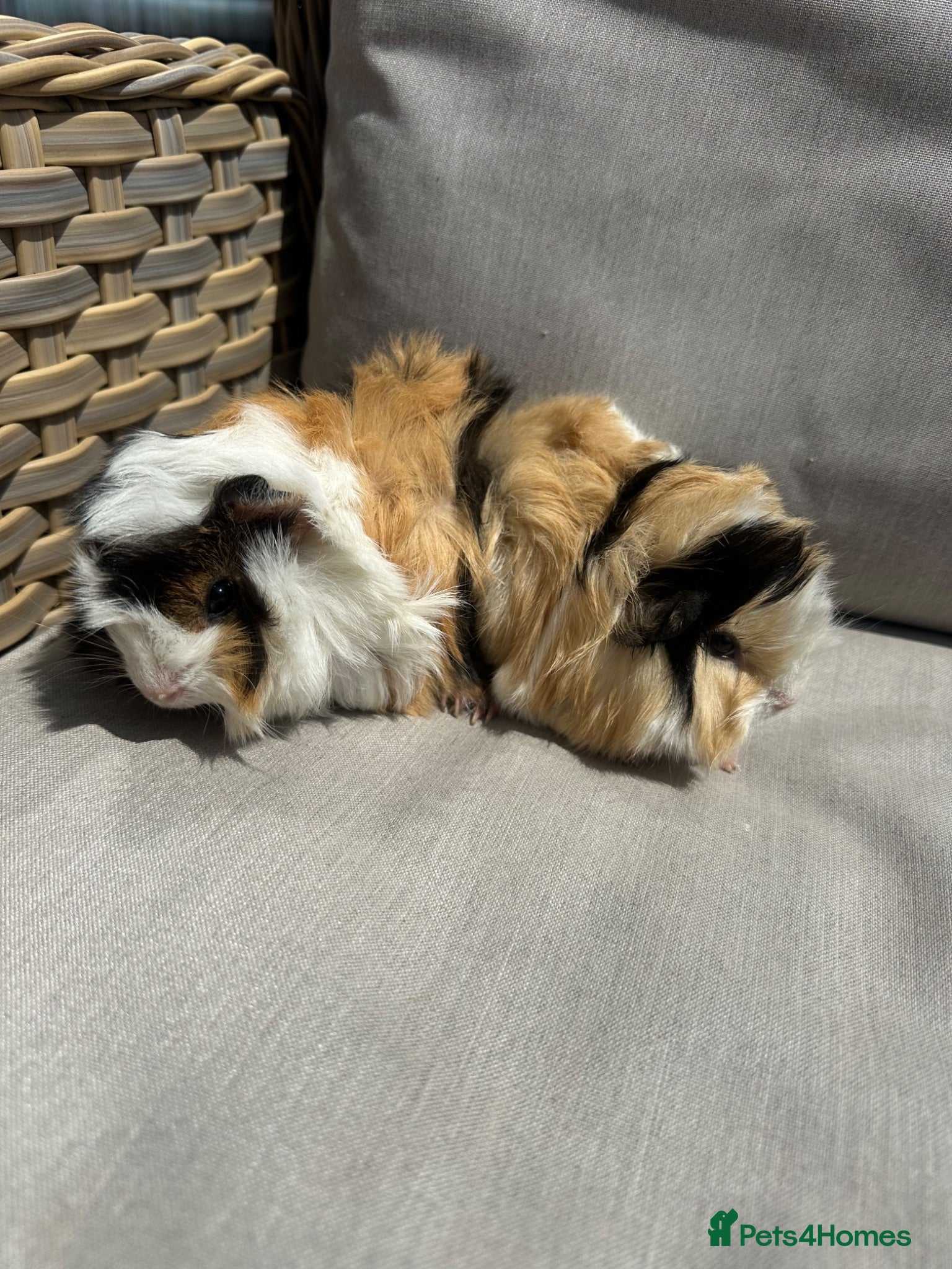 Guinea Pig rodents 2 very handsome male guinea pigs. - Advert 1