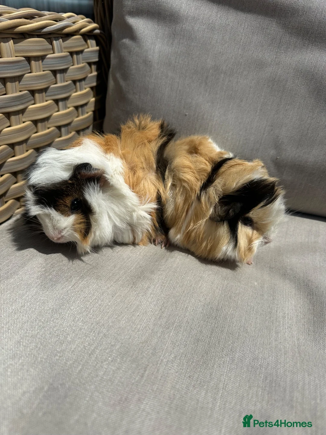 Guinea Pig rodents for sale: 2 very handsome male guinea pigs. - Advert 1