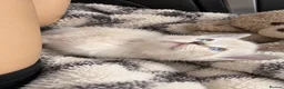 British Shorthair cats for sale: Bengal x British shorthair kitten! - Advert 10