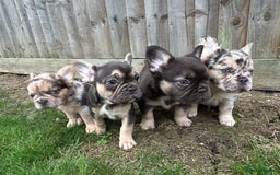 French Bulldog dogs for sale: 4 French bulldog puppies  - Image 1