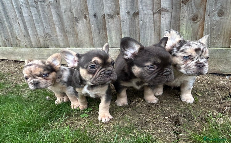French Bulldog dogs - Advert 9