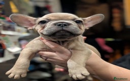 French Bulldog dogs for sale: Lilac fawn french bulldog male pup  - Image 3