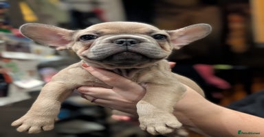 French Bulldog dogs - Advert 7