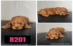 Cockapoo dogs for sale: Beautiful F1 TOY Cockapoos - Image 3