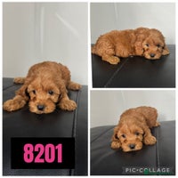 Cockapoo dogs - Advert 10