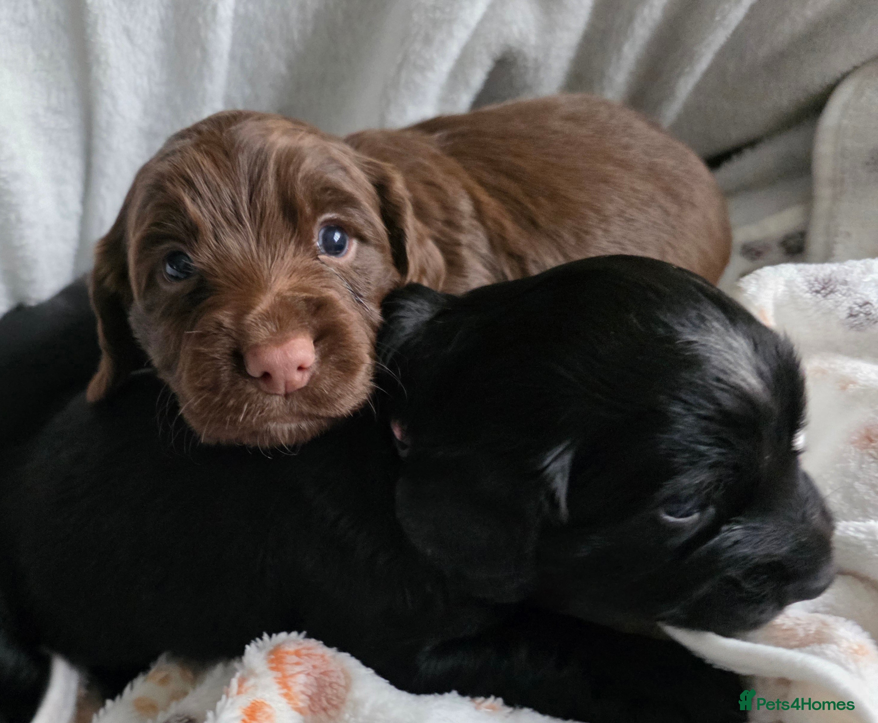 Cocker Spaniel dogs beautiful working cocker spaniel puppies - Advert 8