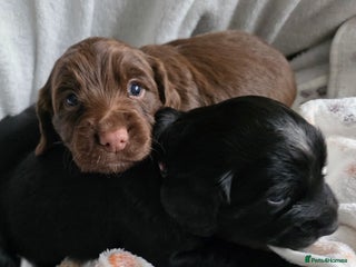 Cocker Spaniel dogs beautiful working cocker spaniel puppies - Advert 2