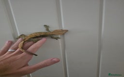 Gecko reptiles for sale: Crested Gecko Full Setup - Advert 3