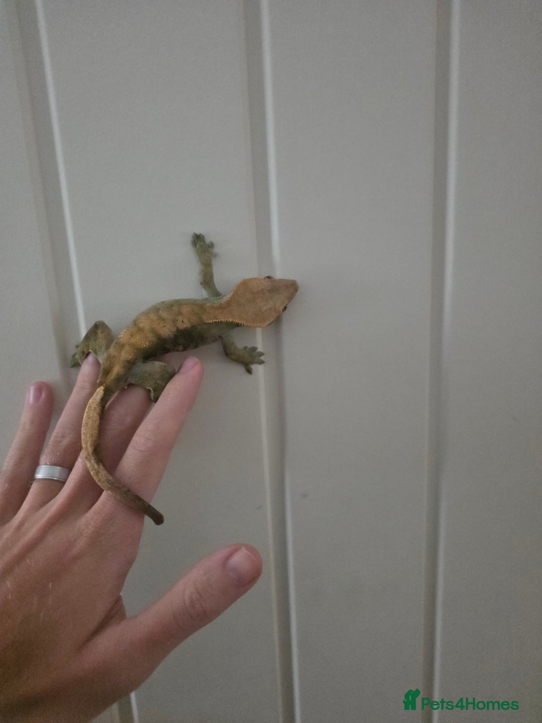 Gecko reptiles for sale: Crested Gecko Full Setup - Advert 3