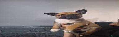 Belgian Shepherd Dog Houdini 