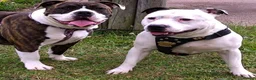 Staffordshire Bull Terrier dogs for sale: Female staffy for sale  - Advert 2