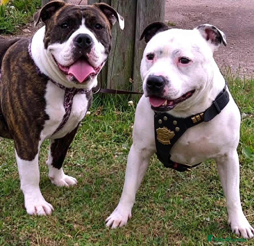 Staffordshire Bull Terrier dogs for sale: Female staffy for sale  - Advert 2