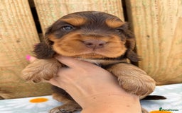 Cocker Spaniel dogs for sale: Ready 30th august import lines  - Image 24