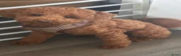 Toy Poodle dogs for sale: KC Toy Poodle 🧸 Boy in Musselburgh - Advert 2