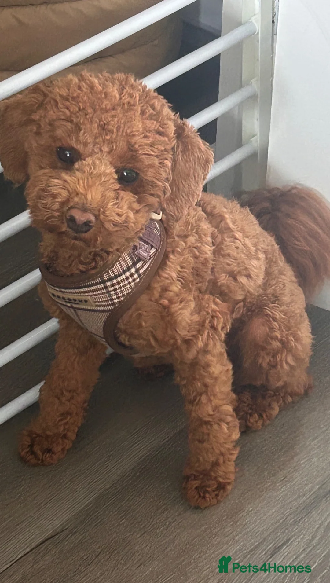 Toy Poodle dogs for sale: KC Toy Poodle 🧸 Boy in Musselburgh - Advert 2