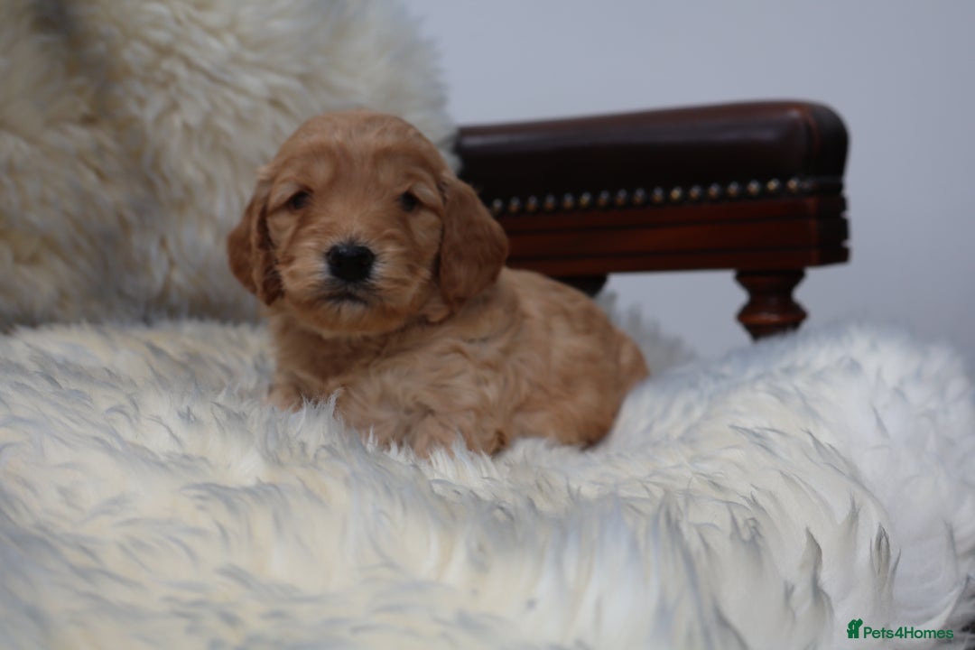 Cockapoo dogs for sale: 5*LICENSED BREEDER WATCH LIVE HEALTH TESTED PARENT - Image 19