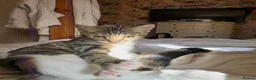 Domestic Shorthair cats for sale: 4 kittens looking for their forever homes 🩷 - Advert 4