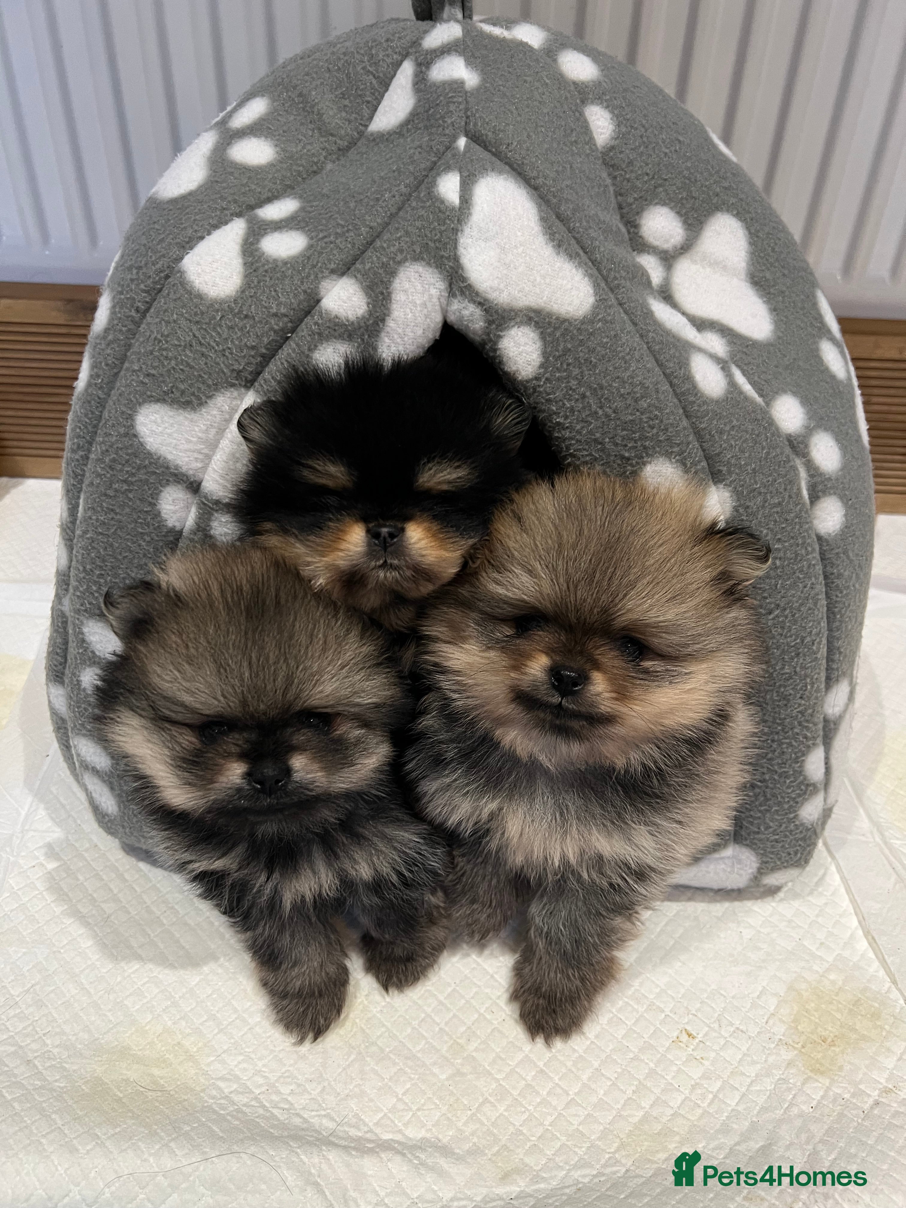 Pomeranian dogs Pomeranian puppies KC Registered  - Advert 2