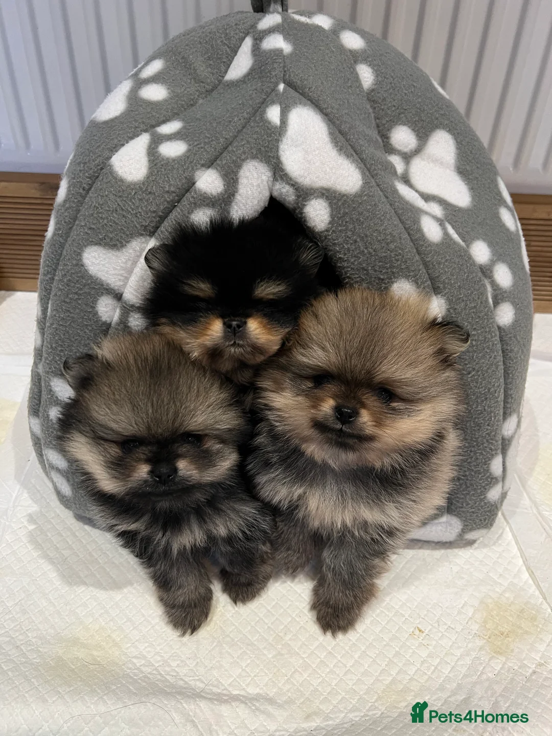 Pomeranian dogs for sale: Pomeranian puppies KC Registered  - Advert 1