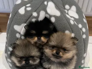 Pomeranian dogs Pomeranian puppies KC Registered - Advert 2
