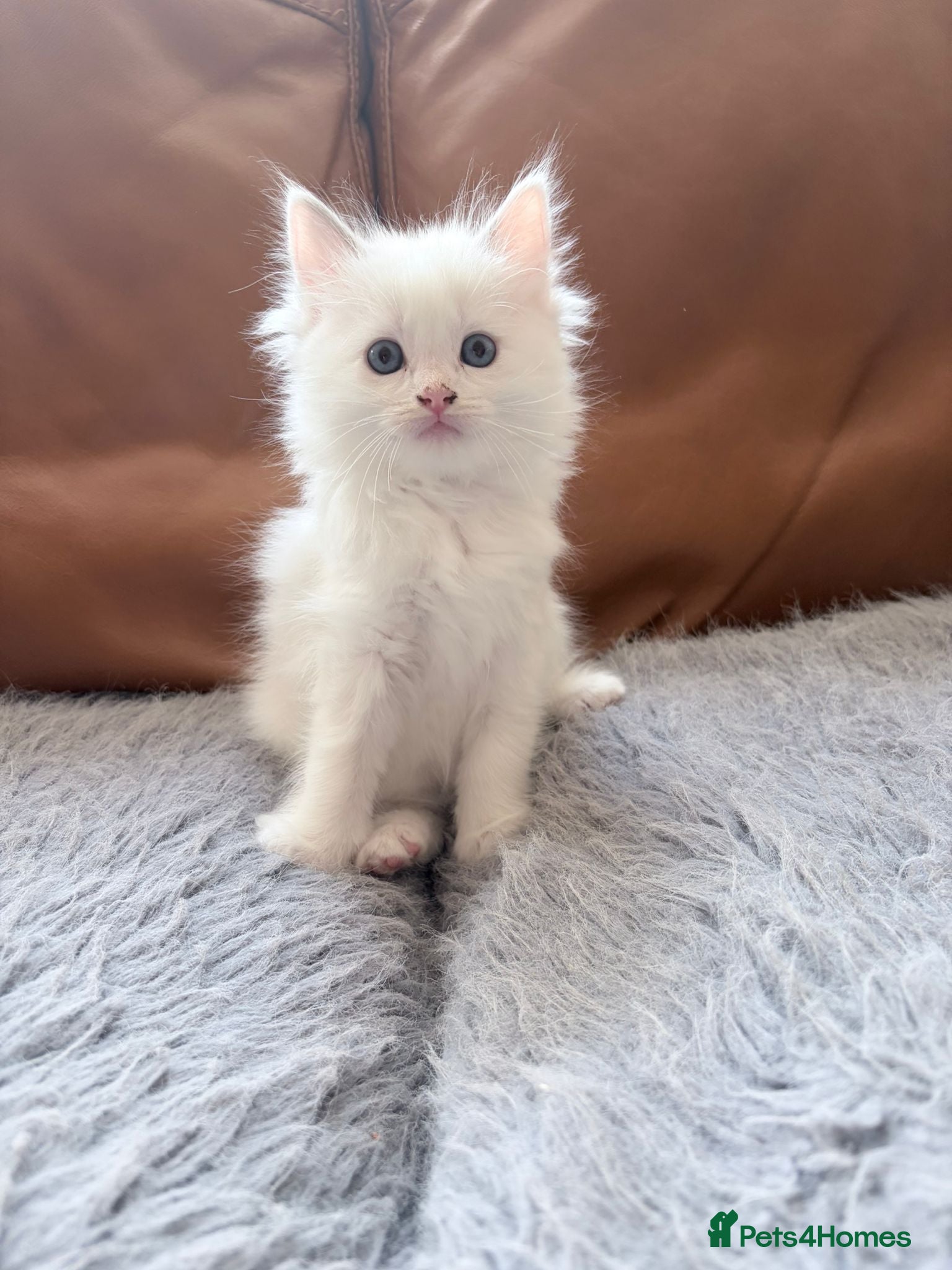 Ragdoll cats Adorable little Ragdolls  - Advert 2