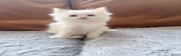 Ragdoll cats for sale: Adorable little Ragdolls  - Advert 18