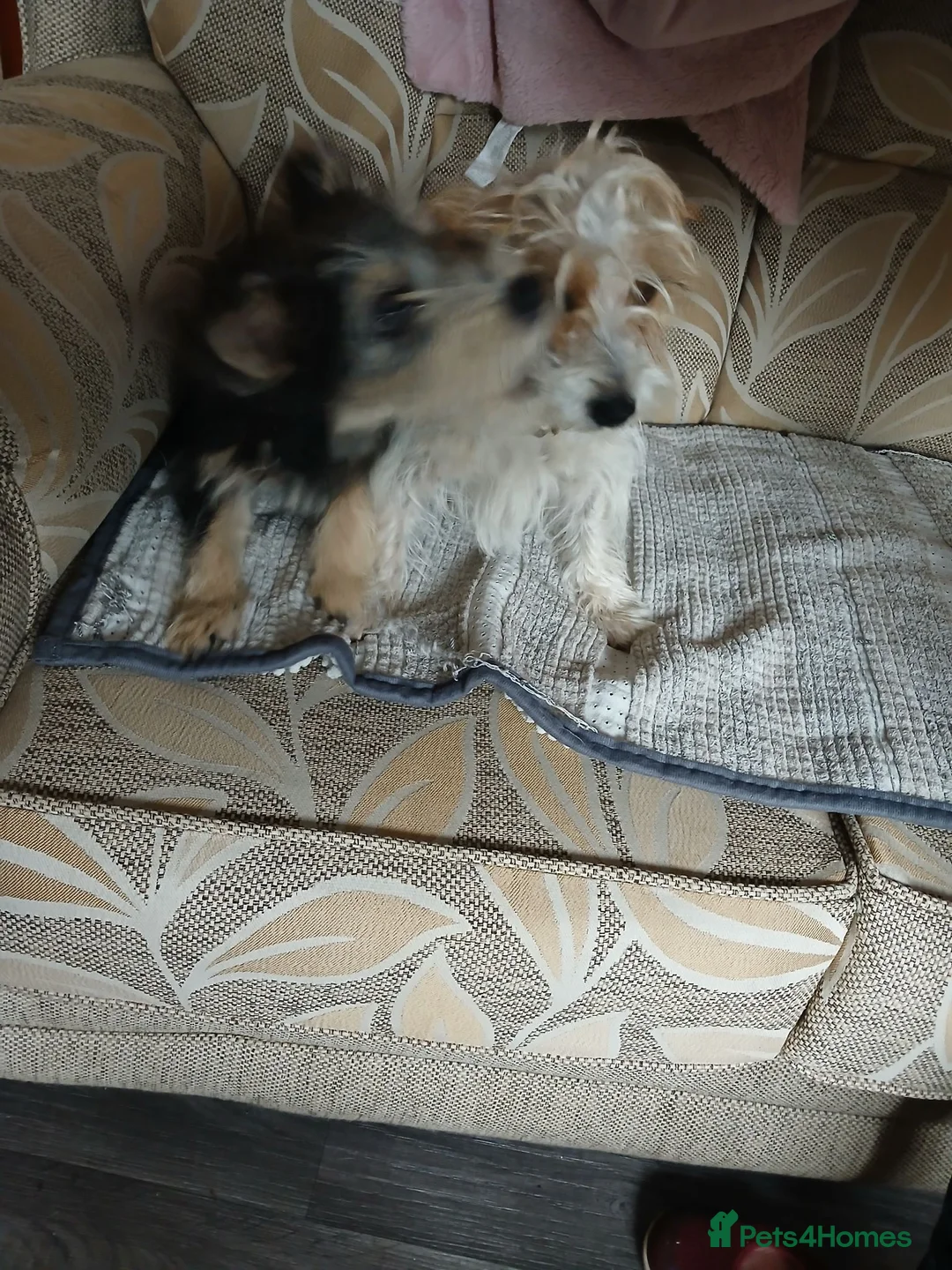 Yorkiepoo dogs for sale: Yorkie jack in Burton-on-Trent - Advert 5