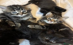 Mixed Breed cats for sale: Ragdoll/domestic shorthair  - Image 3
