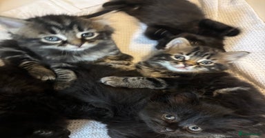 Mixed Breed cats - Advert 1