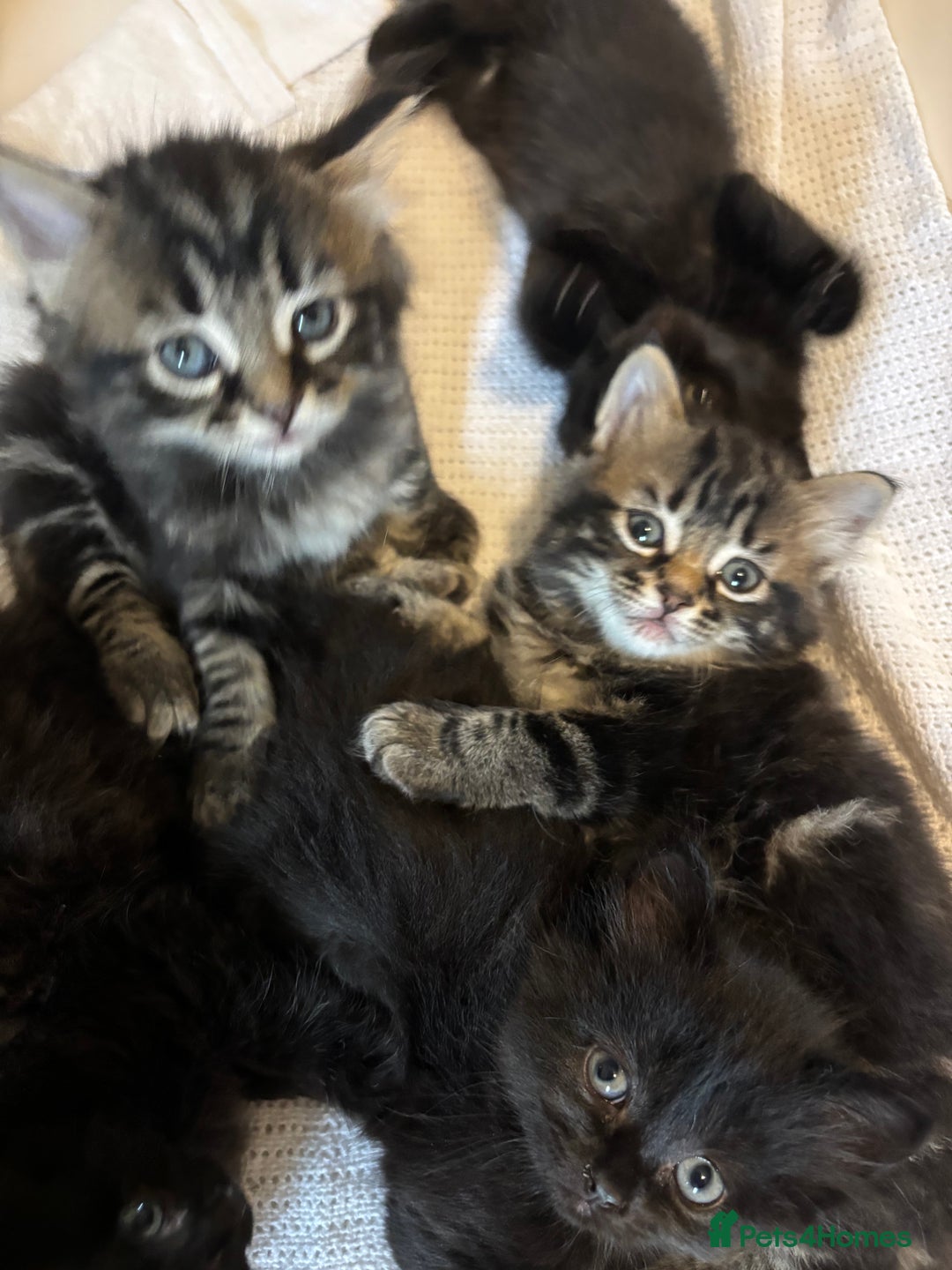 Mixed Breed cats for sale: Ragdoll/domestic shorthair  - Image 3