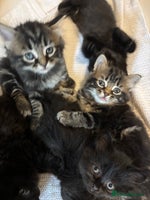 Mixed Breed cats - Advert 14