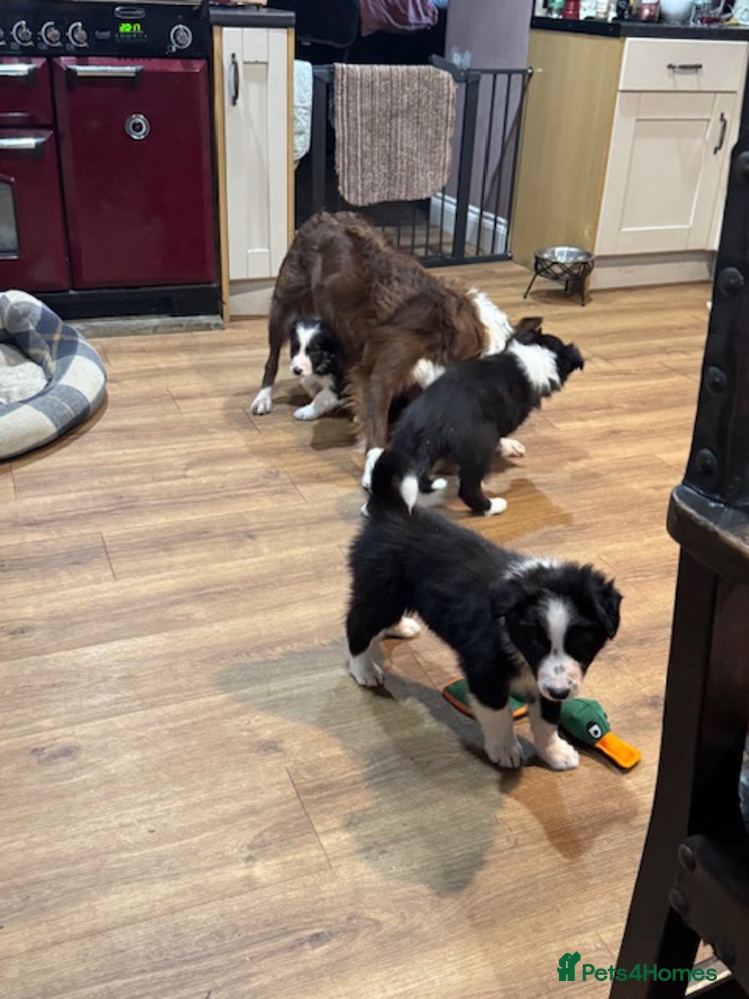 Border Collie dogs for sale: KC Registered Border Collie puppies - Advert 7