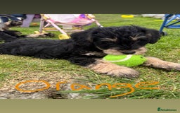 Mixed Breed dogs for sale: Schnoodle Puppies - Image 20