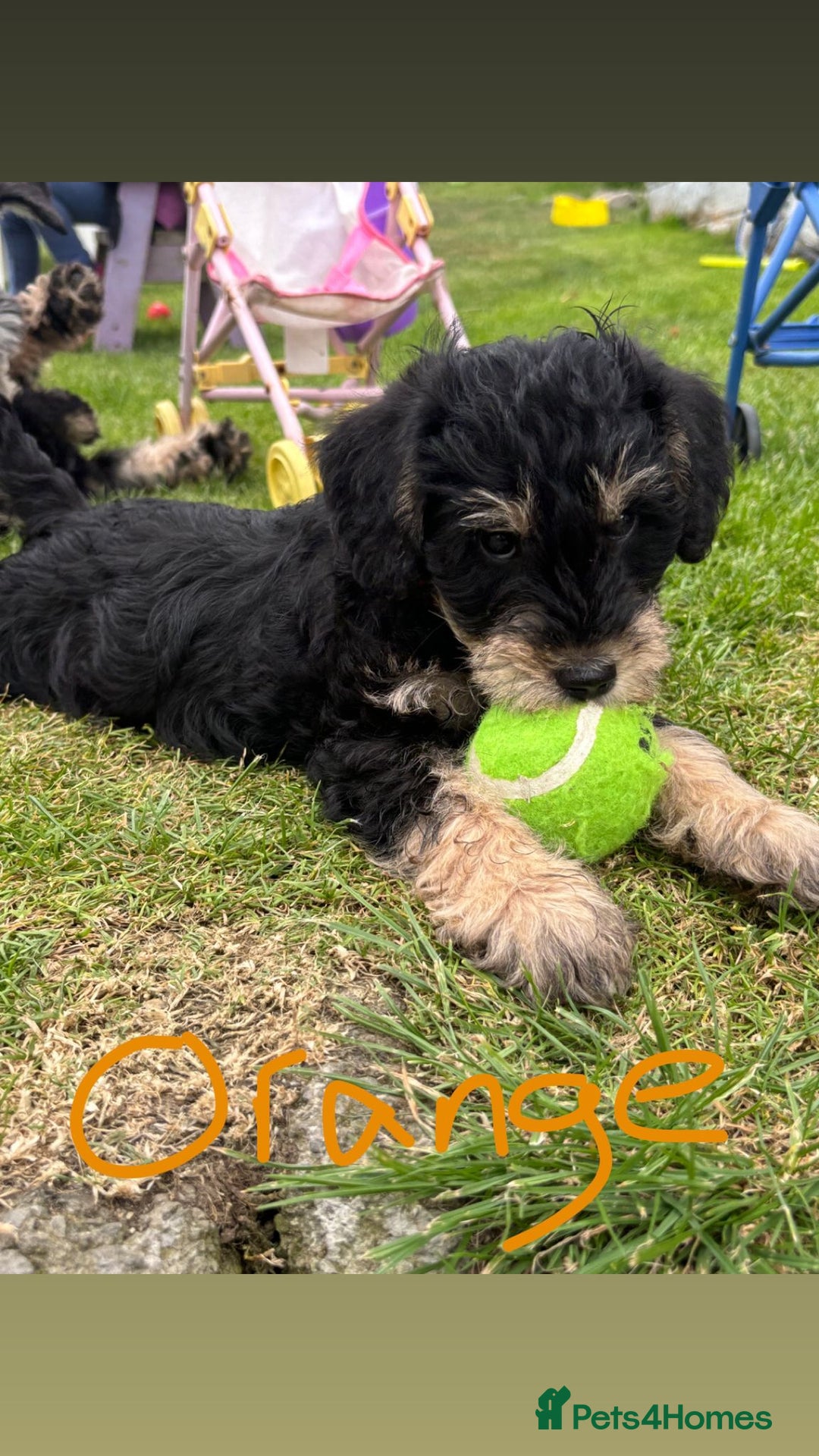 Mixed Breed dogs for sale: Schnoodle Puppies - Image 20