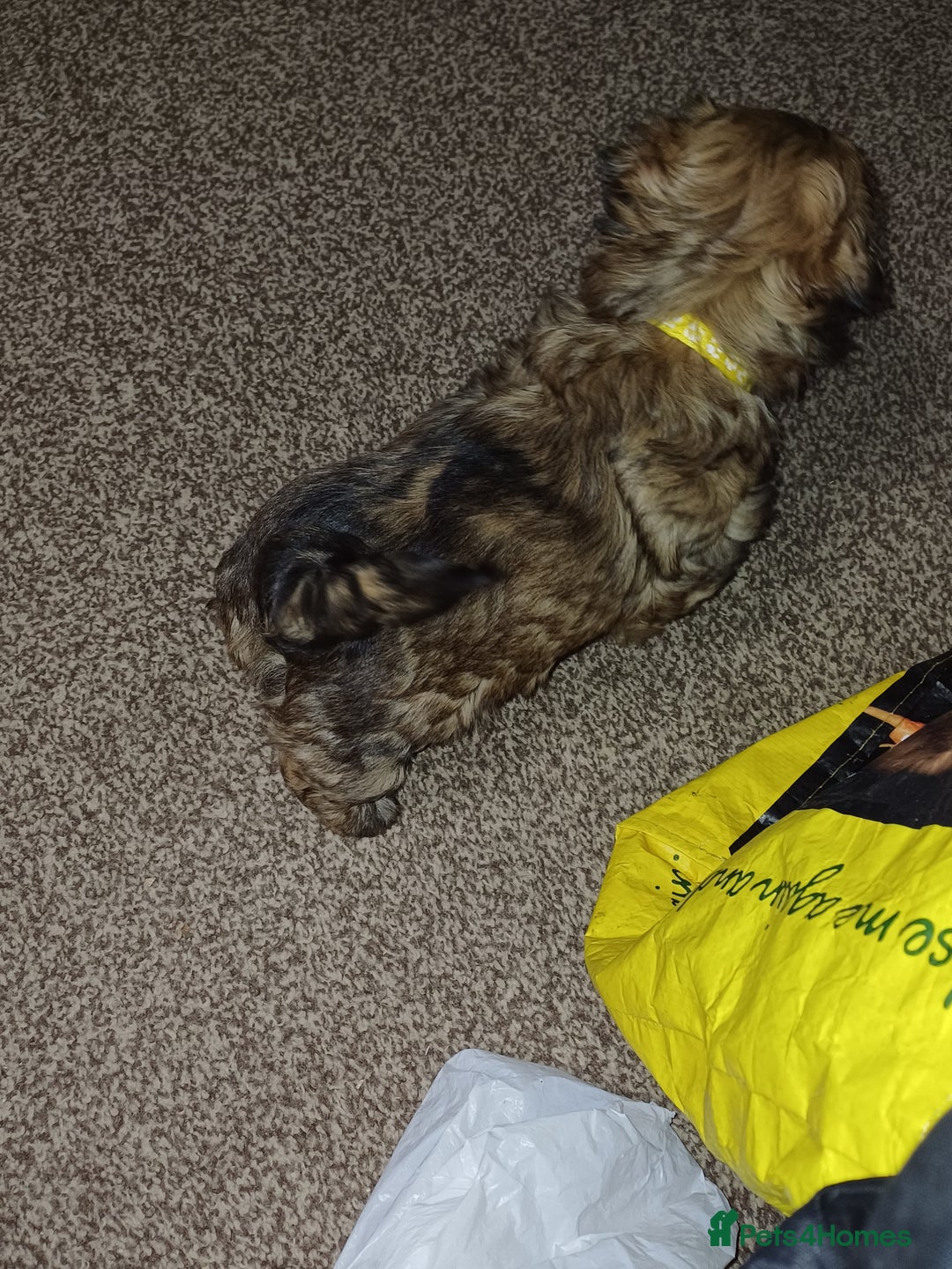 Shih Tzu dogs for sale: SHIH TZU litter. Ready 15/01/2026 - Advert 6